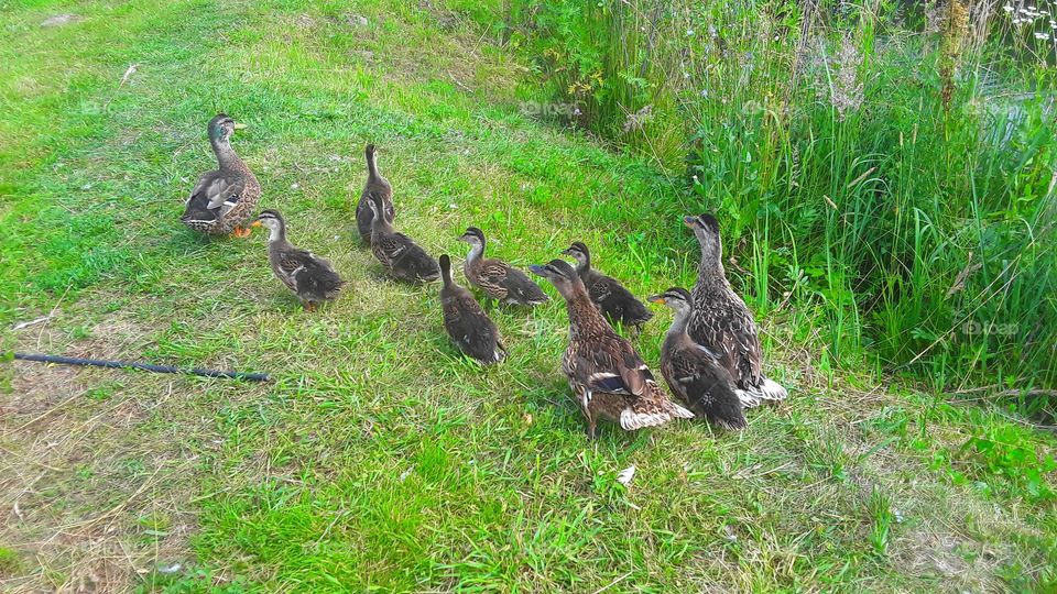 duck family
