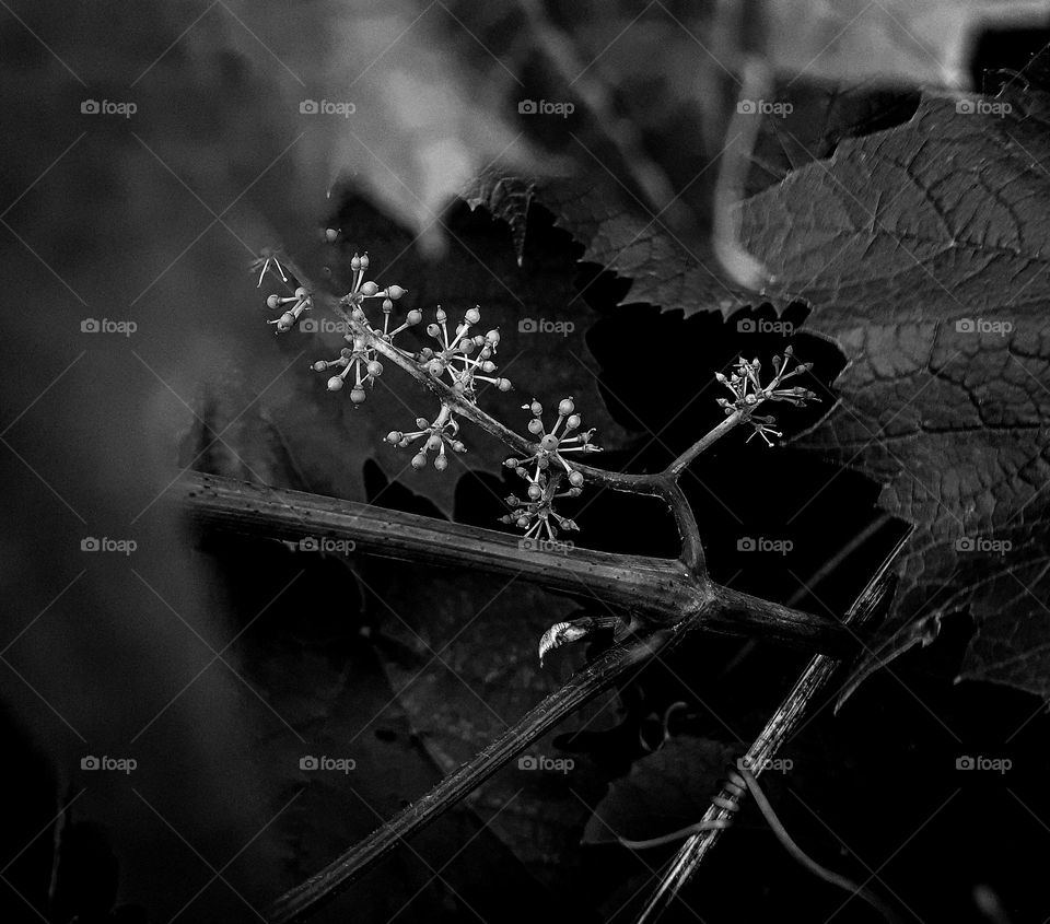 black and white macro photo of a bud of a domestic grape among the leaves of a vineyard