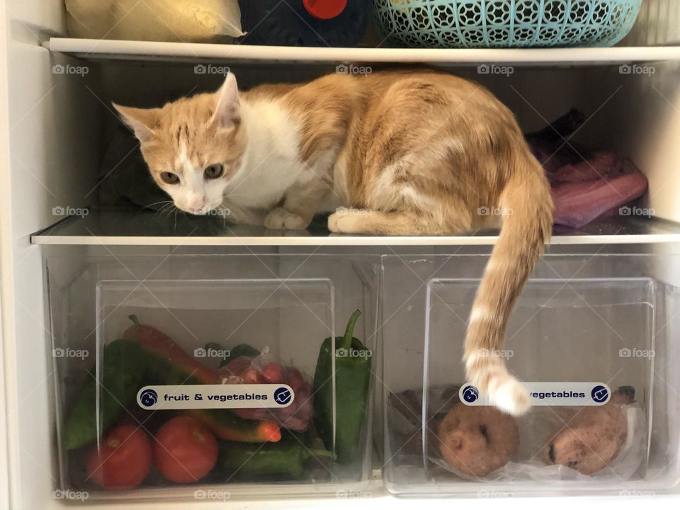 Beautiful and cute cat in the fridge looking at camera 