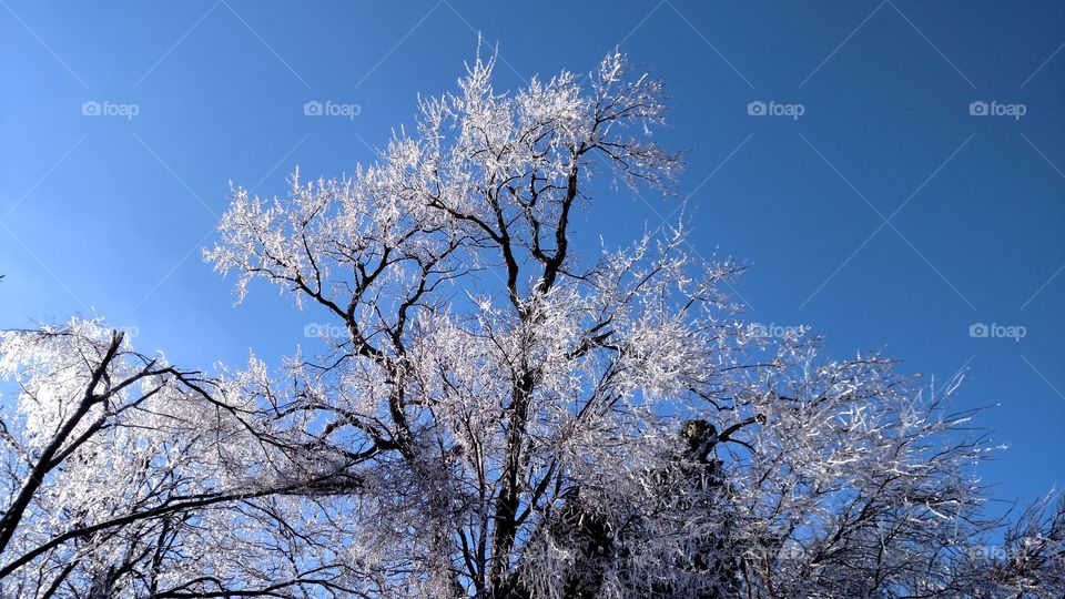 Tree, Winter, Branch, Frost, Snow
