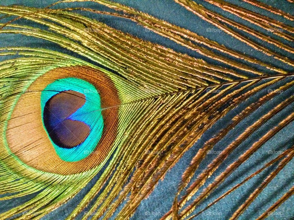 peacock feather