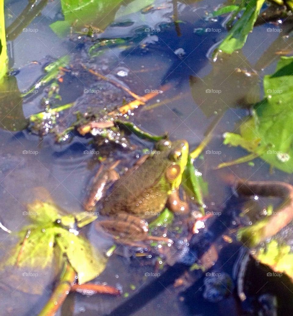 Bull Frog in the pond