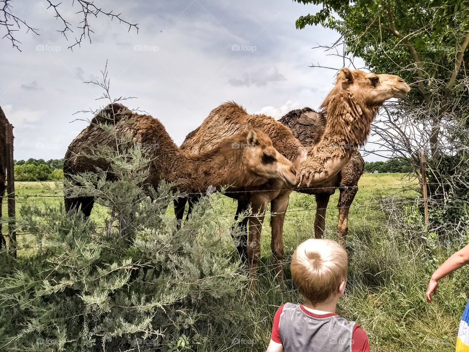 Enjoying friendship with camels in rural Missouri