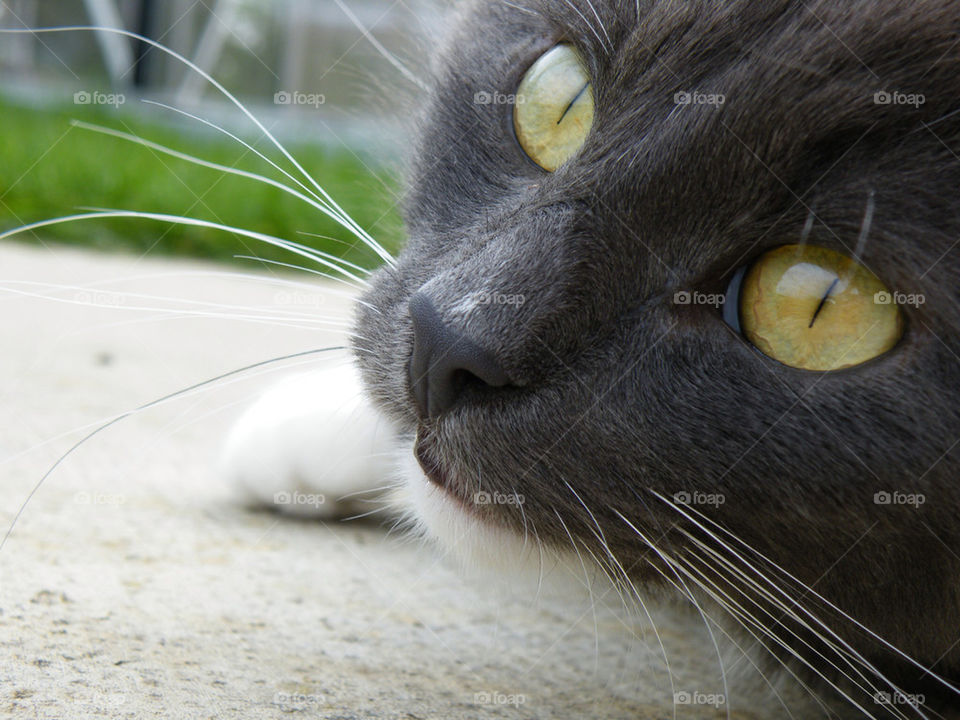 macro close grey cat by mattbphotos