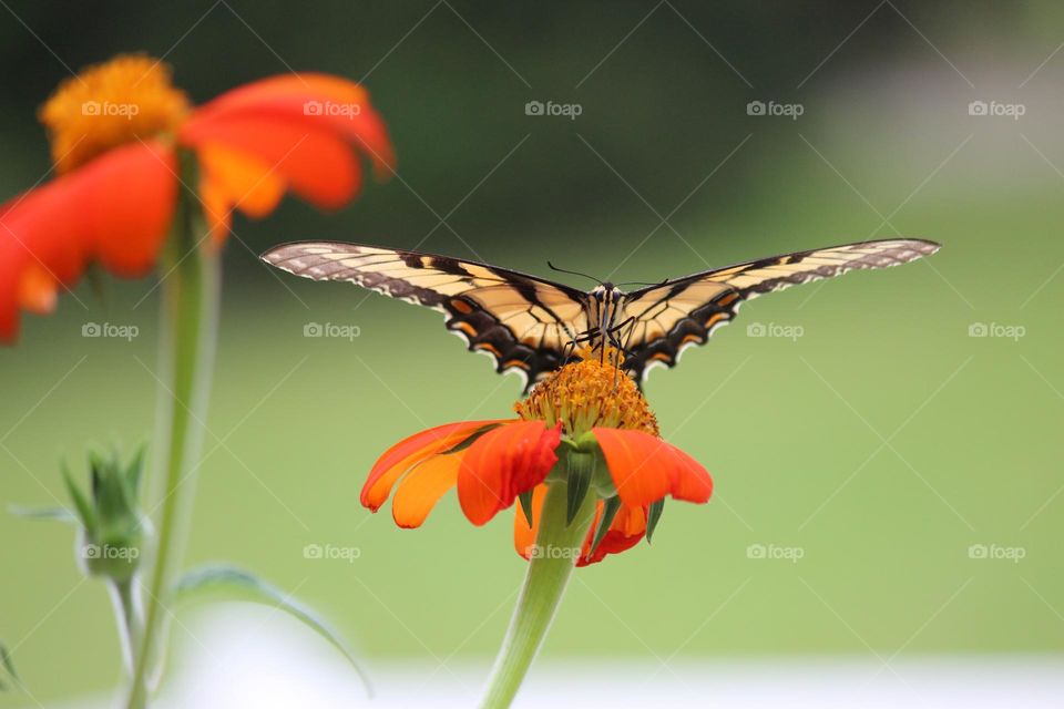 Tiger Swallowtail butterfly on Mexican Sunflower 