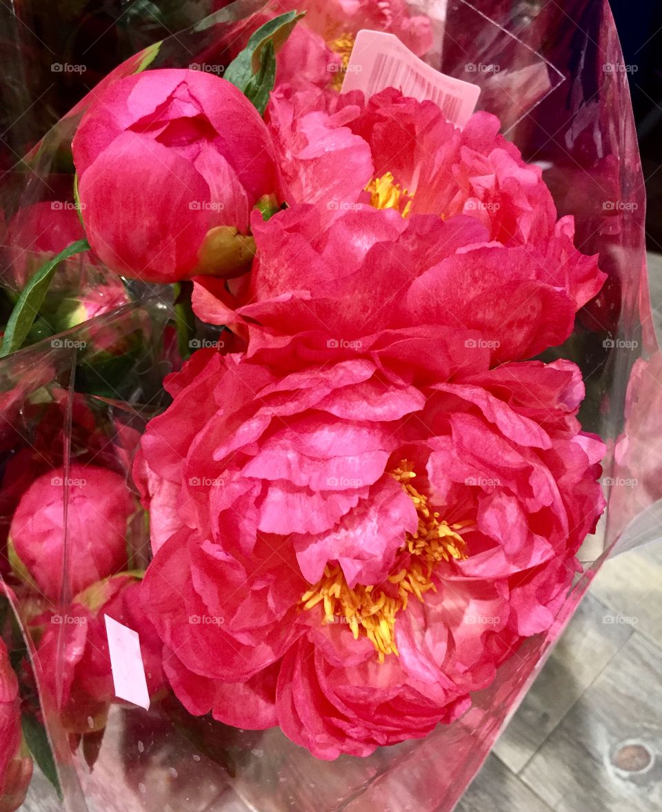 Peony 