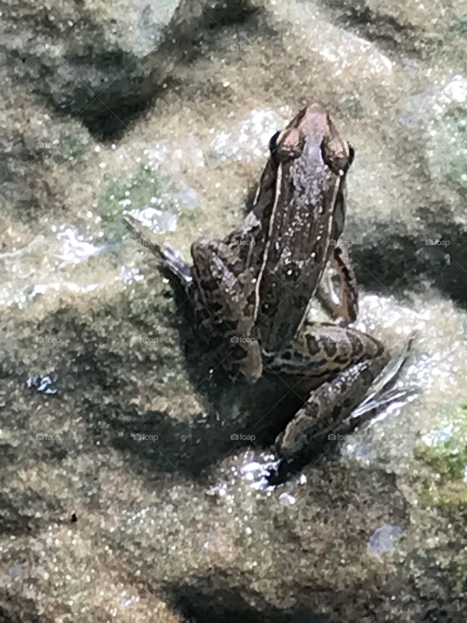 I love seeing frogs in the yard!