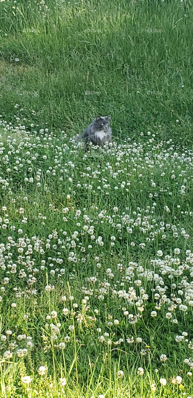 cat in clovers