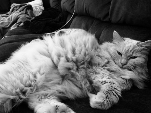 Cat, Sleep, Kitten, Pet, Portrait
