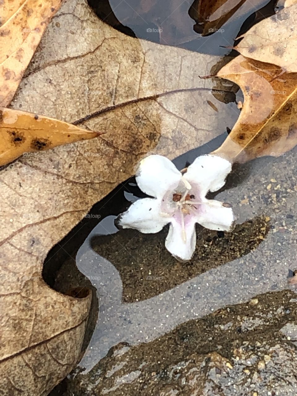 An unexpectedly lonely, late fall flower bloom appears amongst the fallen leaves gathered in the cold rain.