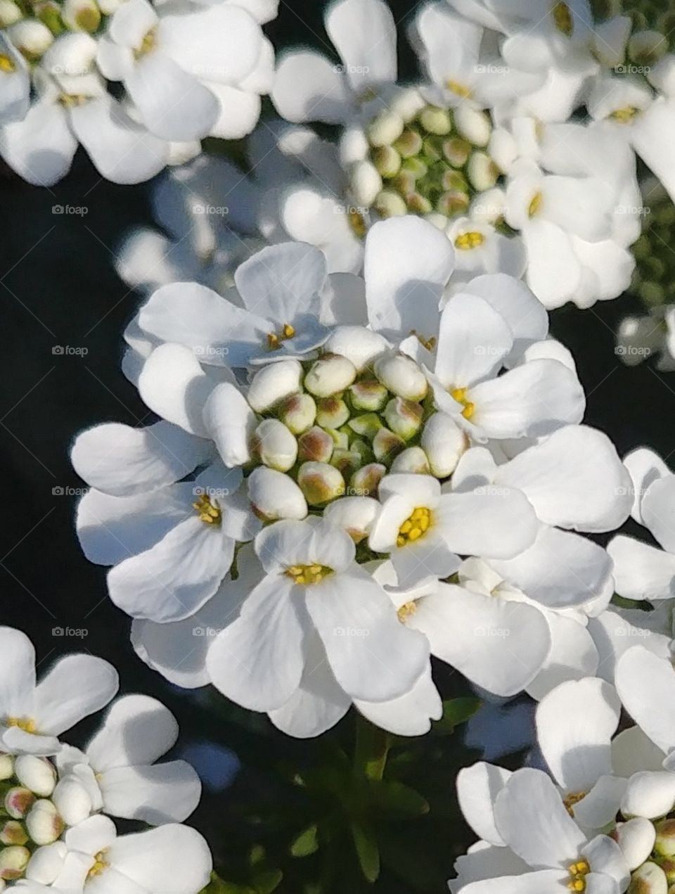 weiss blume blüte Frühling blühen