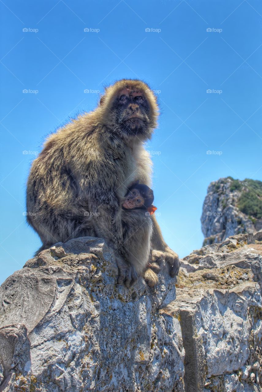 Barbary Macaques . Mother and baby macaques in Gibraltar