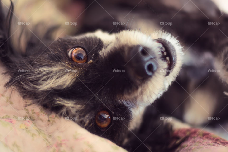 Beautiful dog looking at the camera with its nice brown eyes 