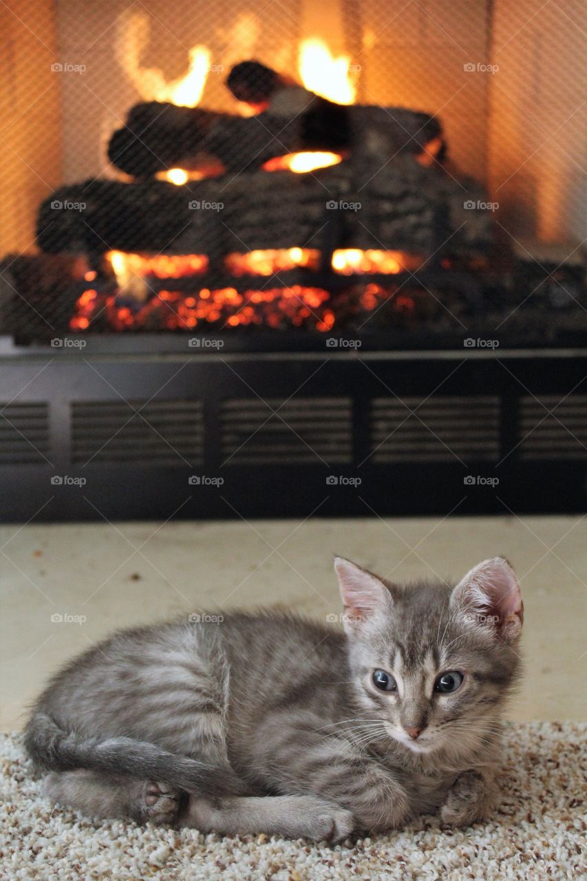 Cat sitting in front of fire place