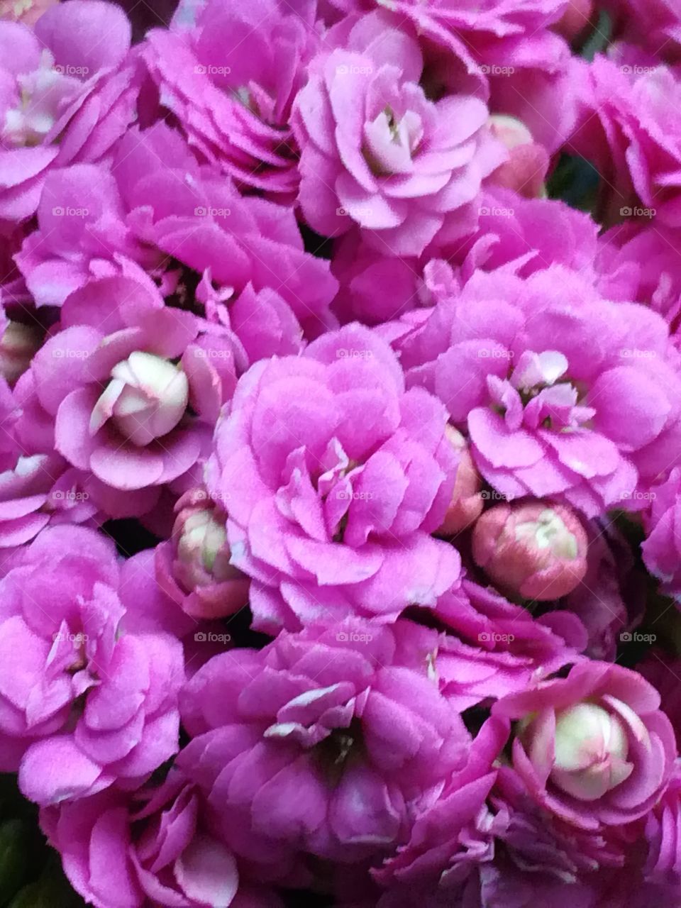 Flowers in pink color 2