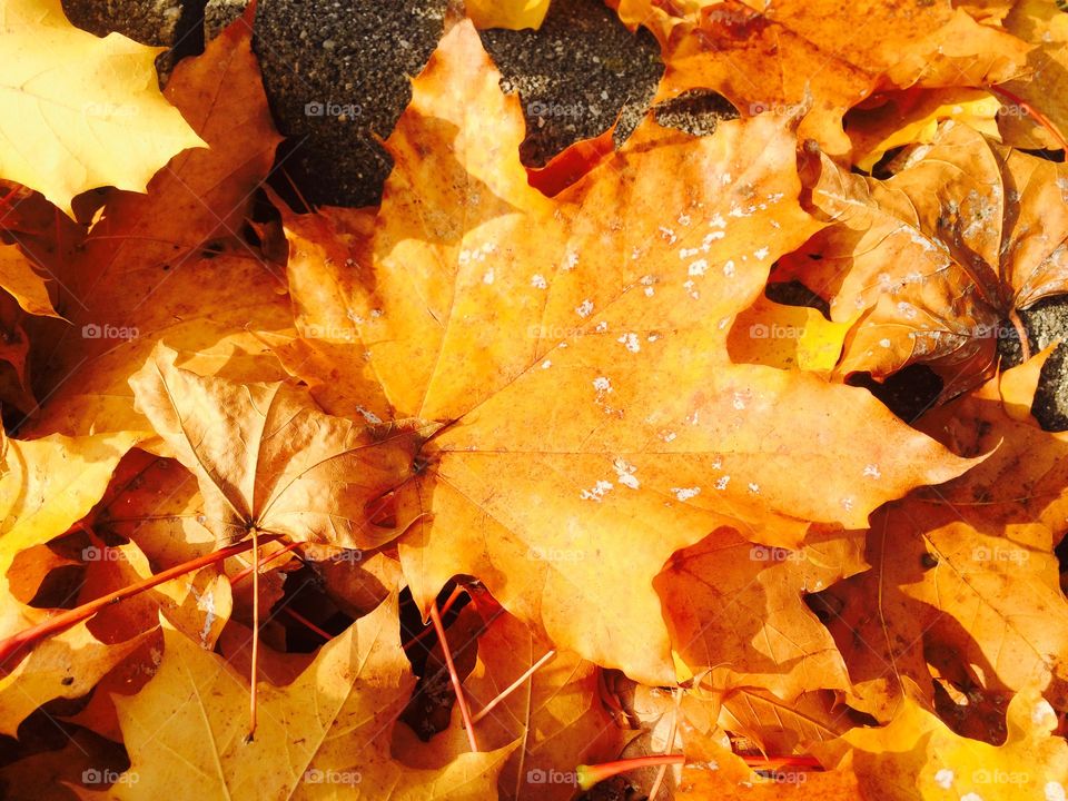 Background of autumn leaves