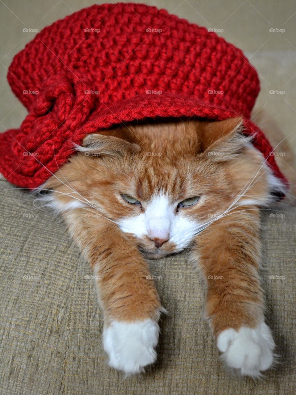 cat beautiful portrait in magenta colour hat happy New year