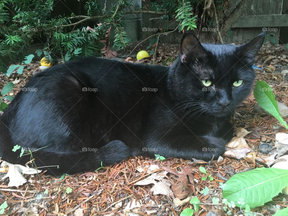 Chilling in the shade on a hot day