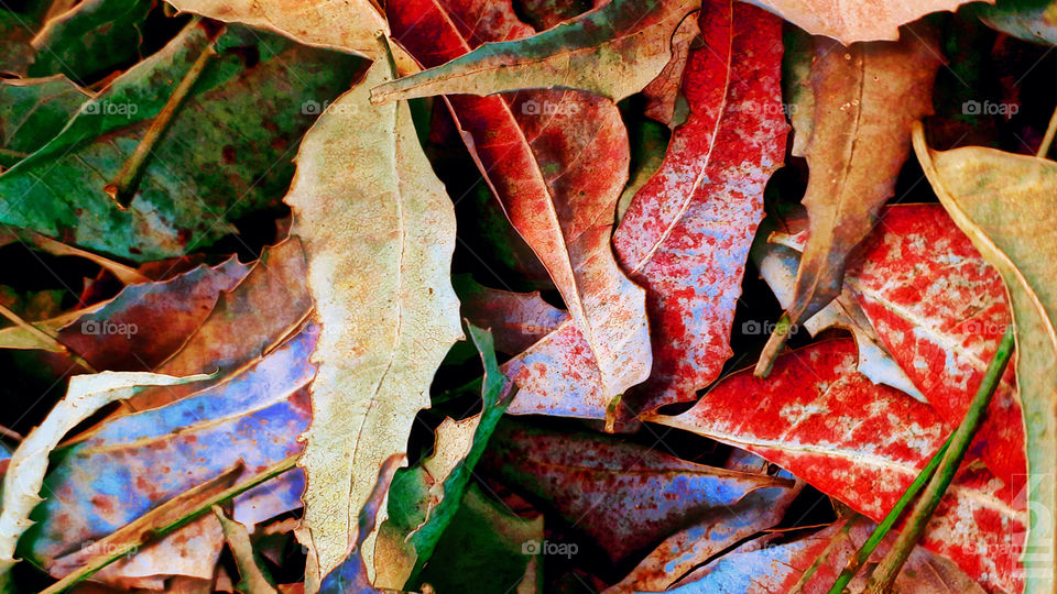 fallen leaves hide the path