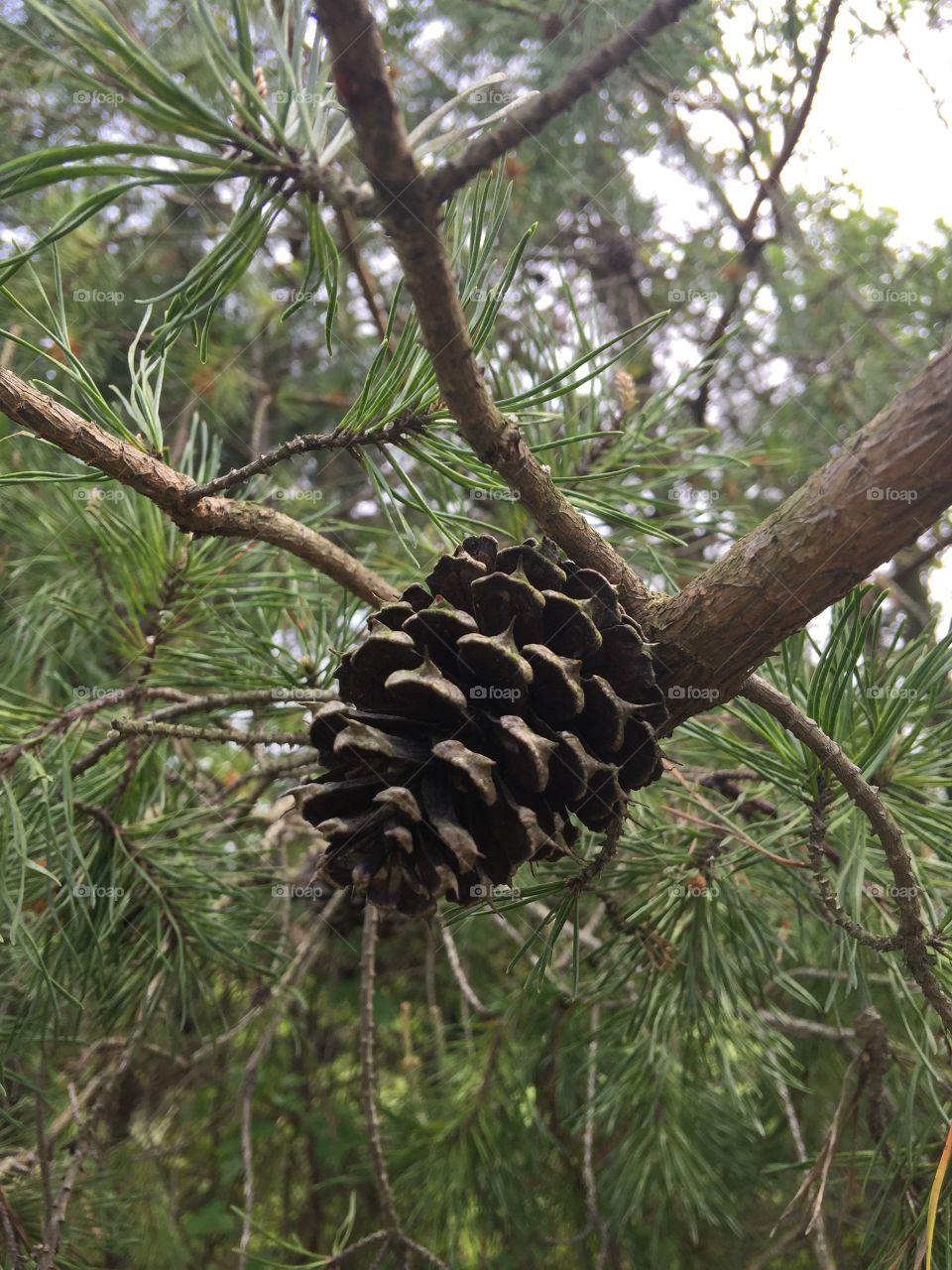 Pine cone