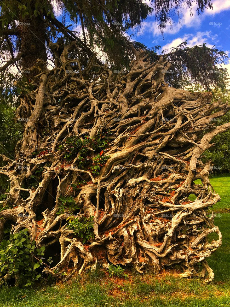 Ancient Tree Roots