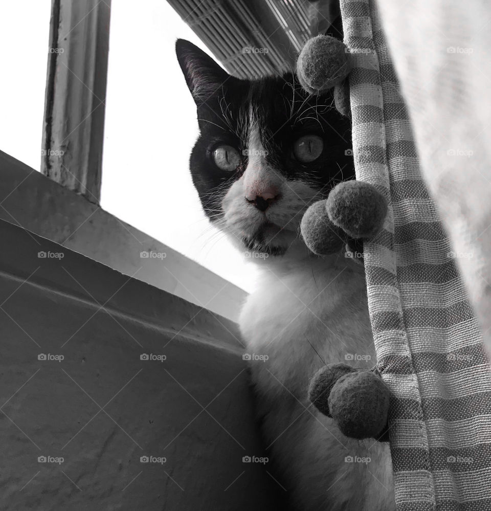 Tuxedo cat next to a window