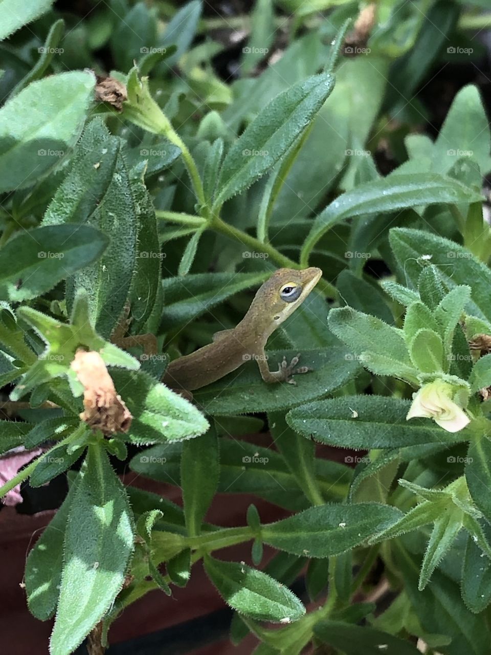 Tiny Anole