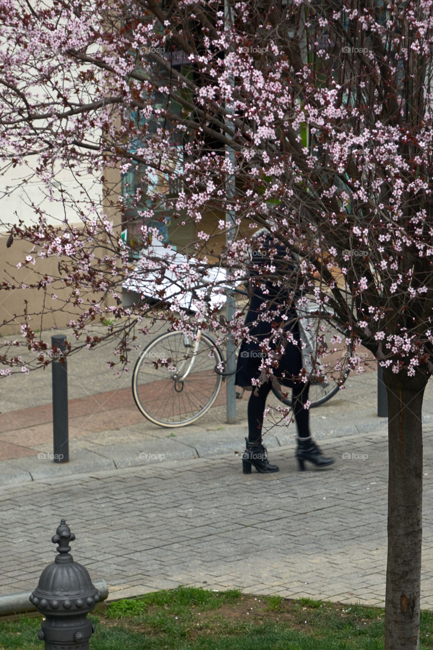 Cherry tree in the city