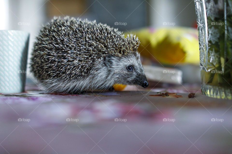 Easter hedgehog