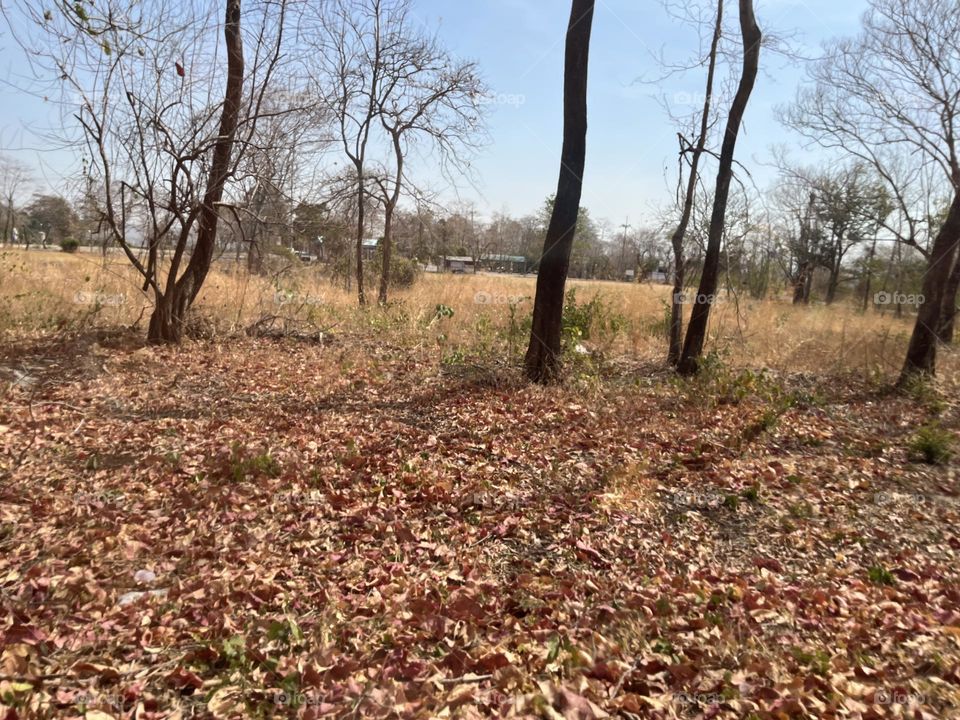 Battle : Fall Colors 🍁vs. Winter Whiteness 