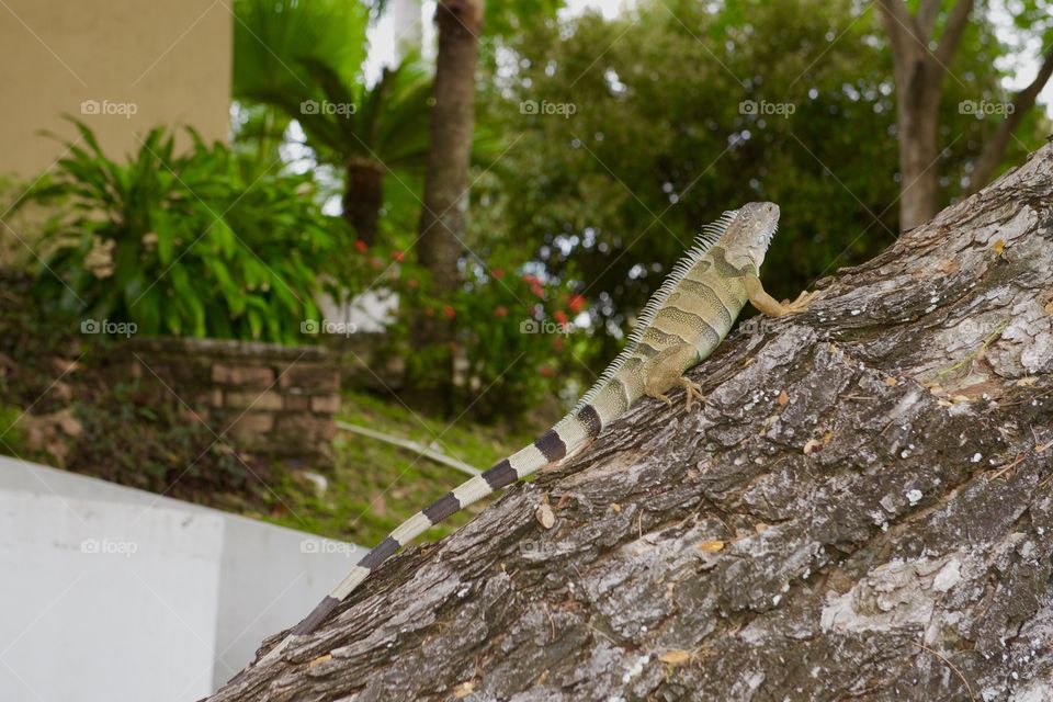 Iguana climbing up two