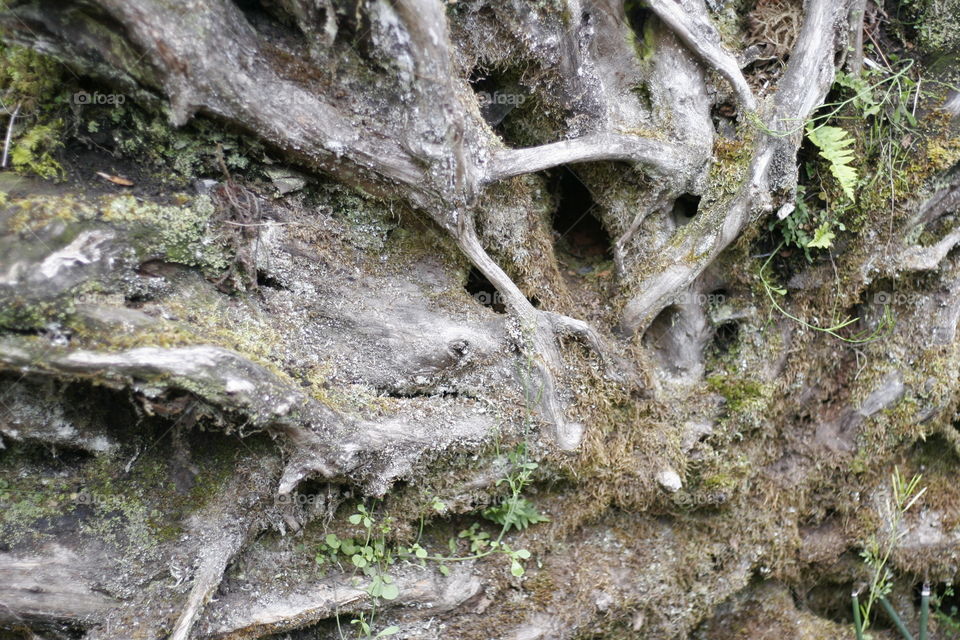 tree roots