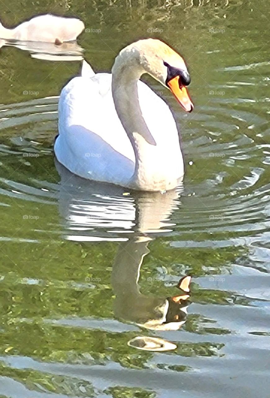 Swan on StJulien golf