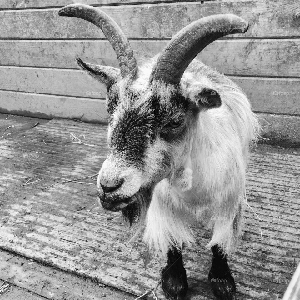 Billy goats gruff alive and well at the Combe Martin Wildlife and dinosaur park in North Devon 