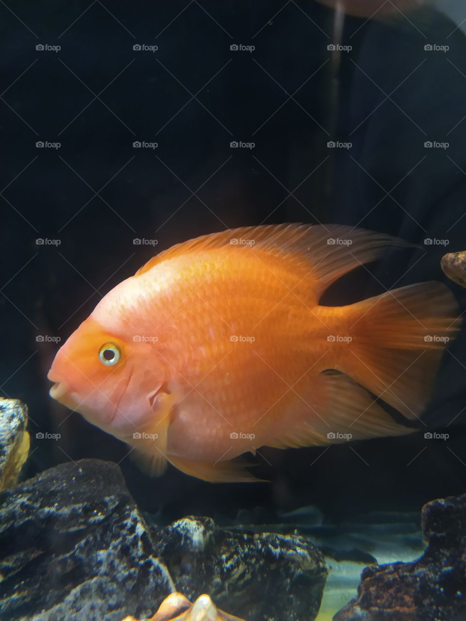Peixe Laranja