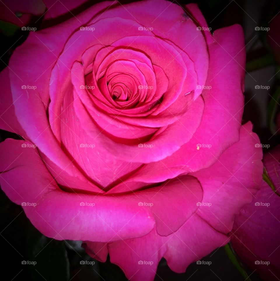 pinkish rose