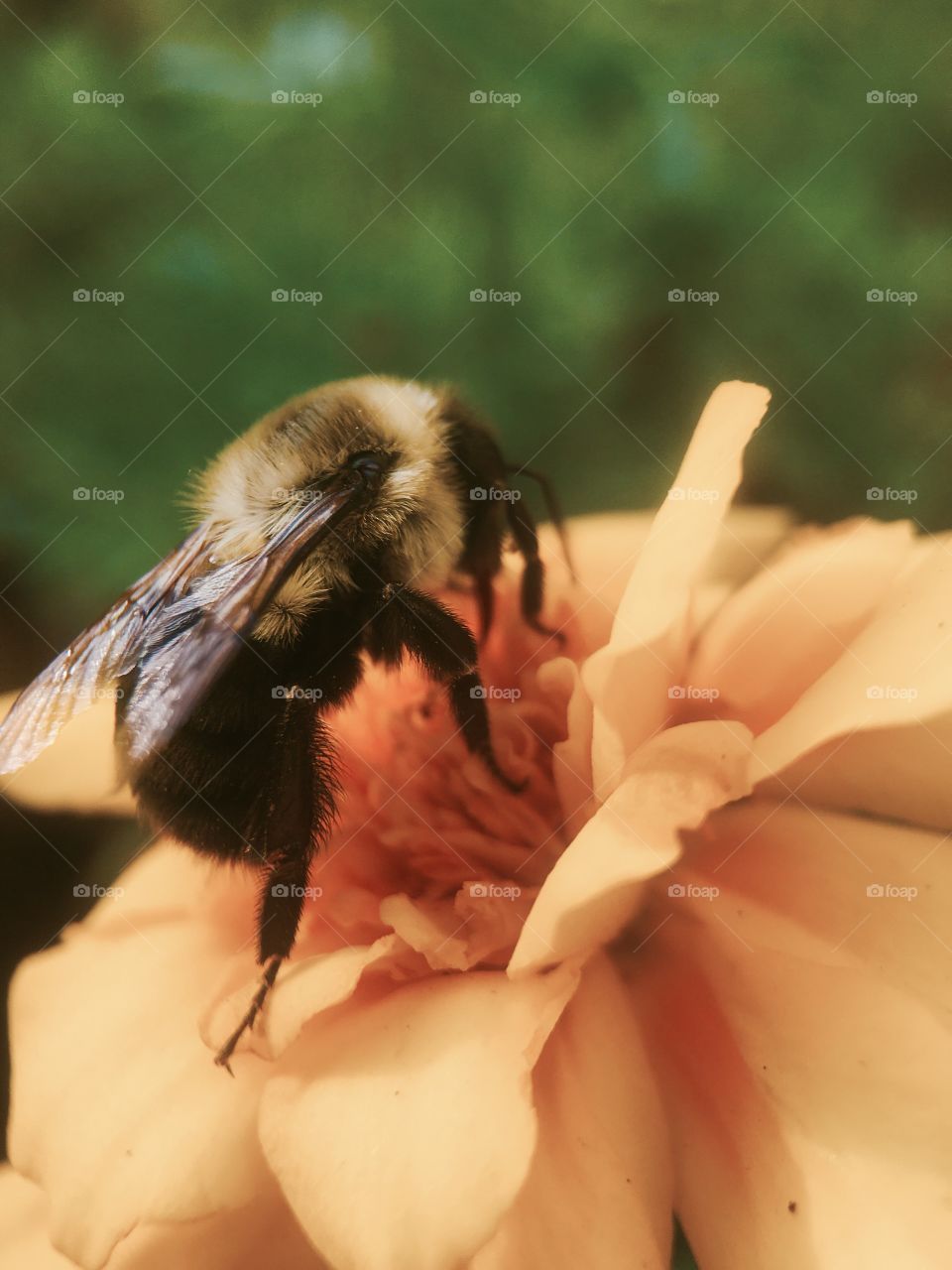 Extreme close-up of bee pollinating on flower