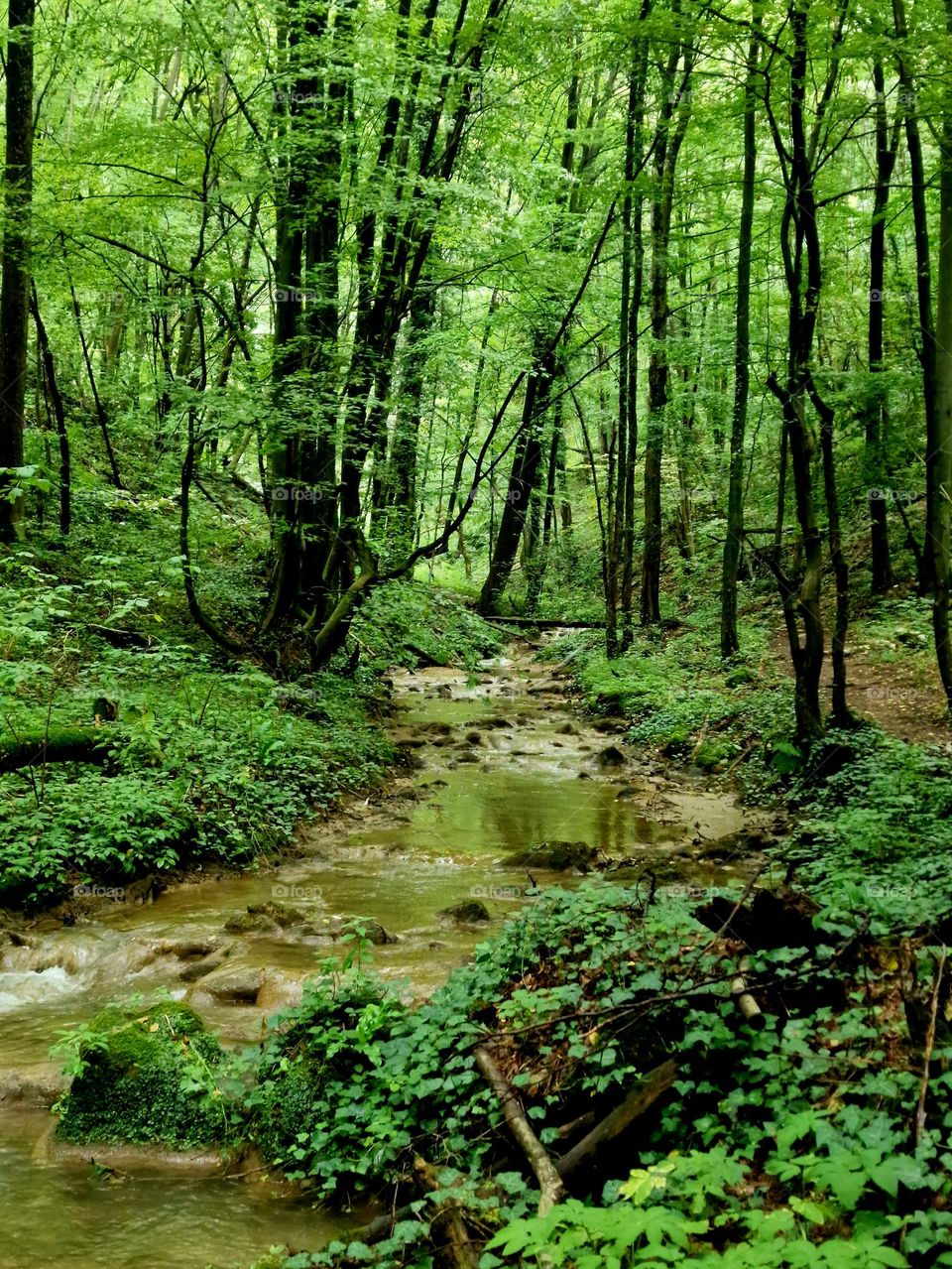 forest river