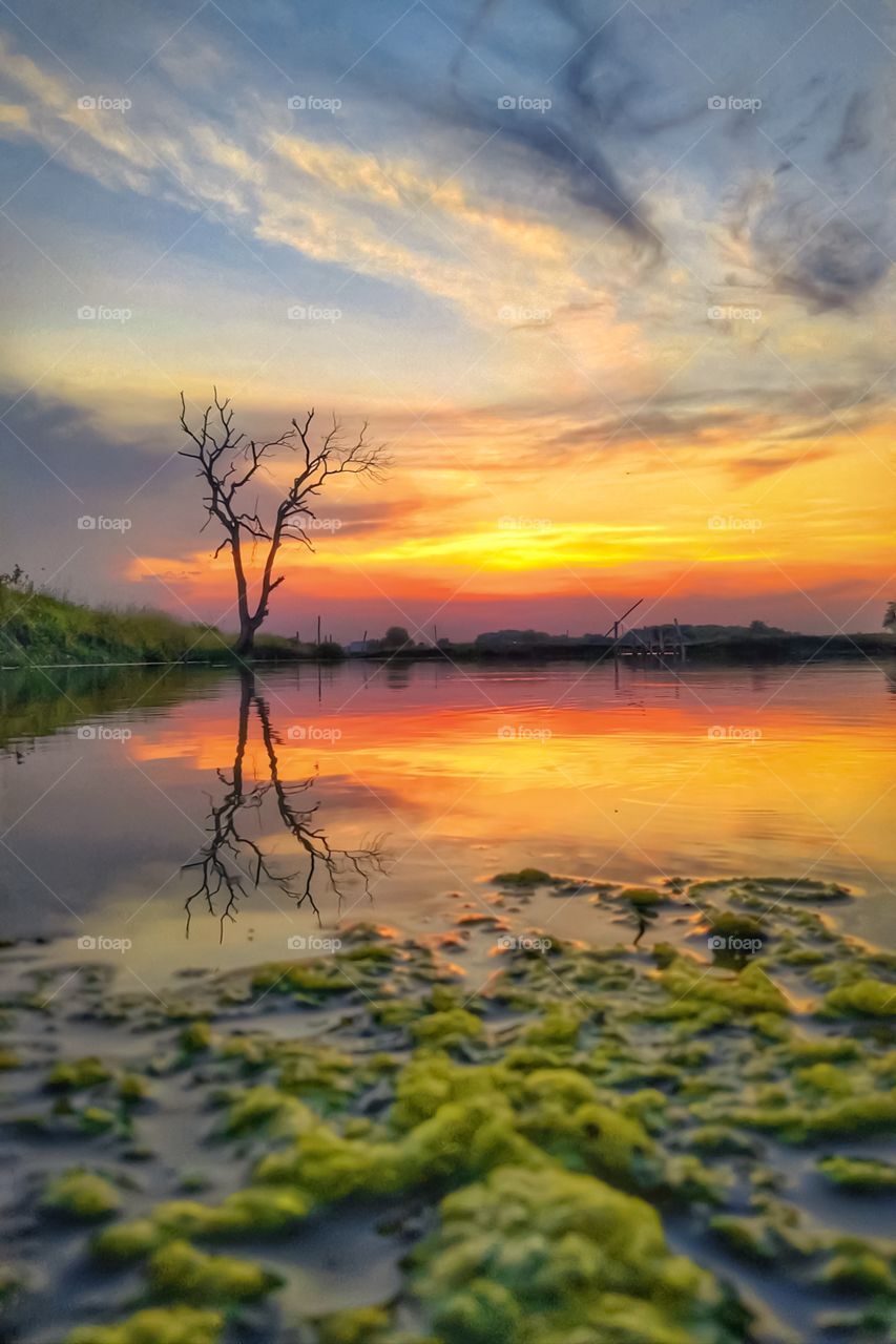 dried trees and the sunset