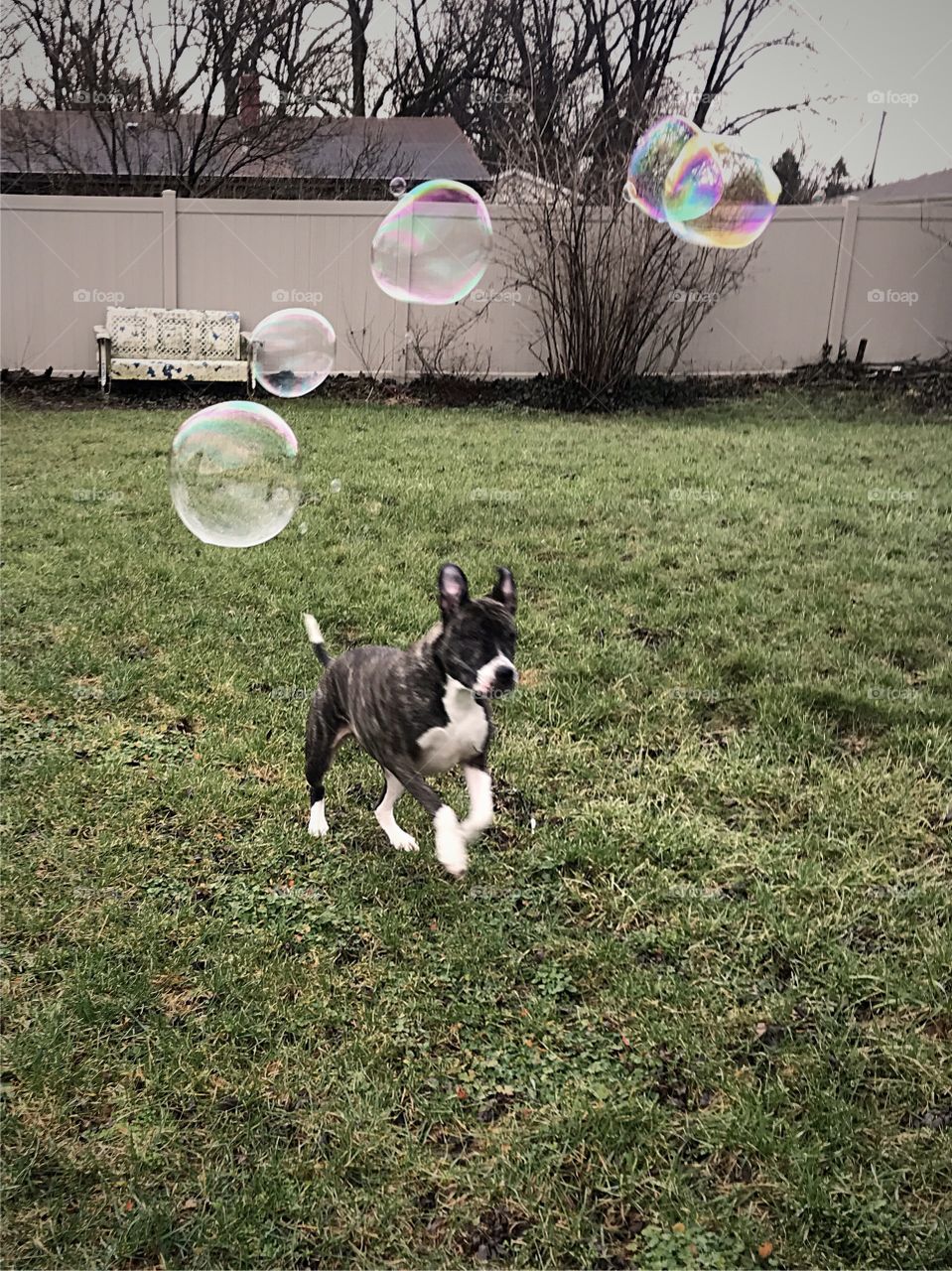 Pit bull chasing bubbles