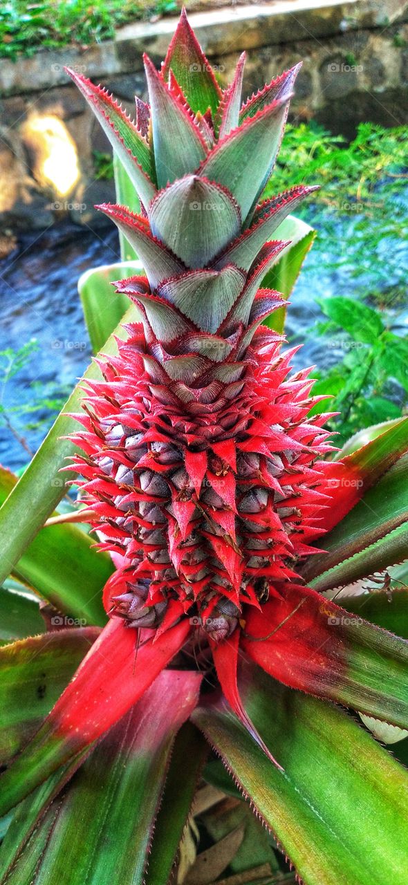 Pineapple with a beautiful red color