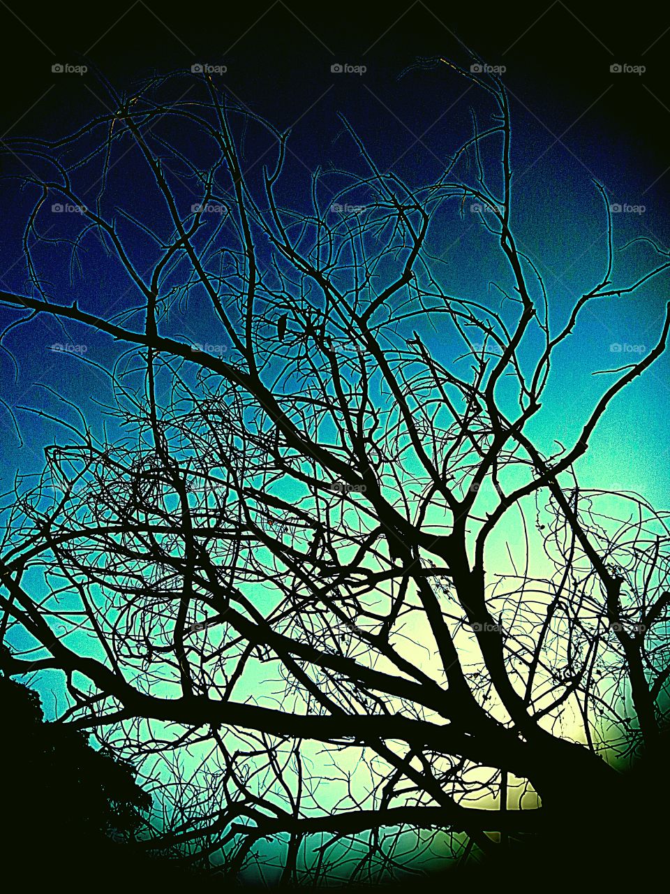 When you get your views by thinking out of the box,Then a Dark image could also be a big Breakthrough in your life..it's Just a dried wasted tree with a crow sitting on a small branch ...when i shuttered it..it's nothing for my eyes..but when I make my views shifted towards the other side,am glad that I got t good than I expected.