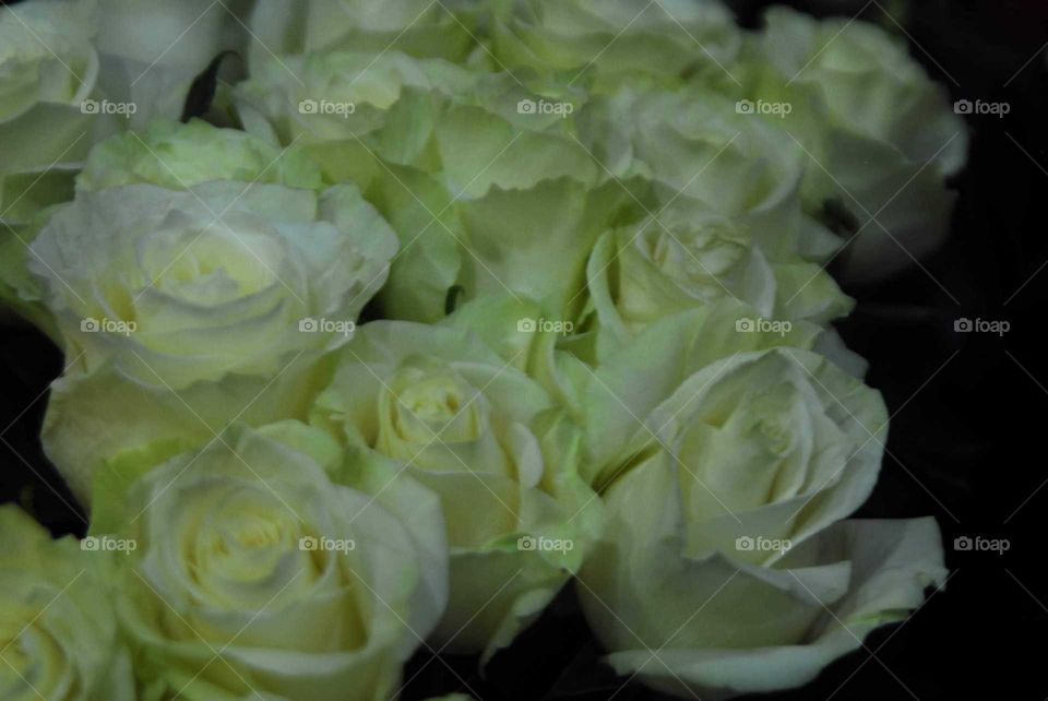 White roses