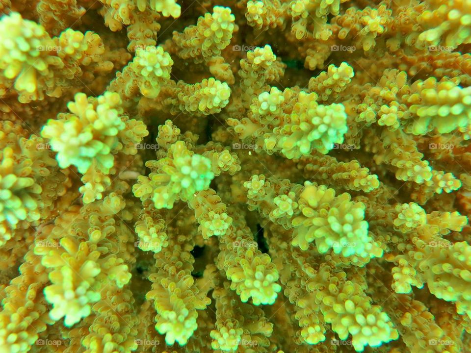 Snorkelling in the reef