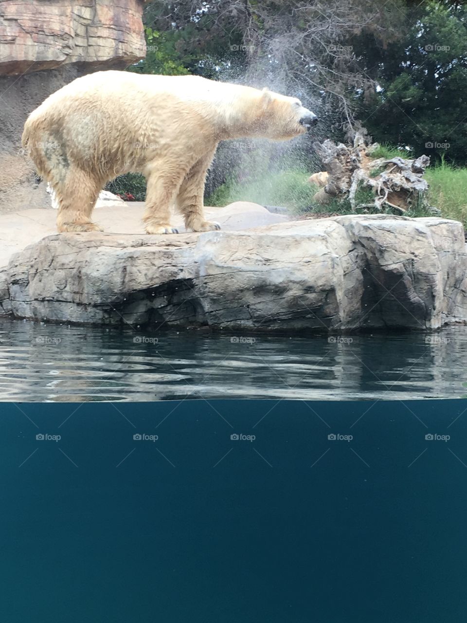 Male Polar Bear @ San Diego Zoo