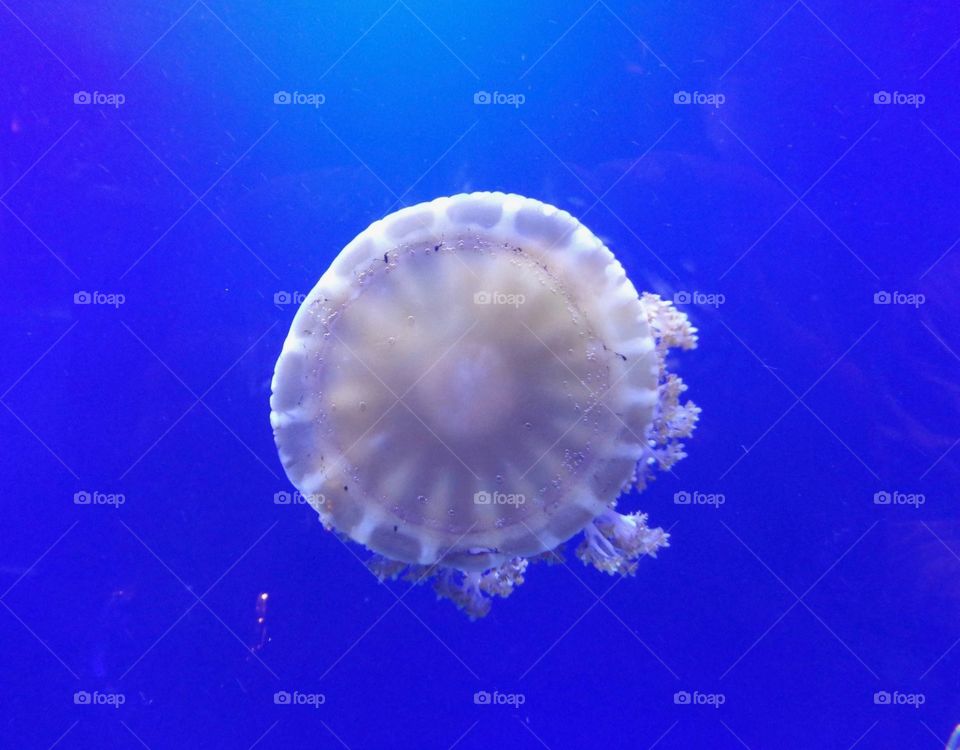 Jellyfish in Dubai