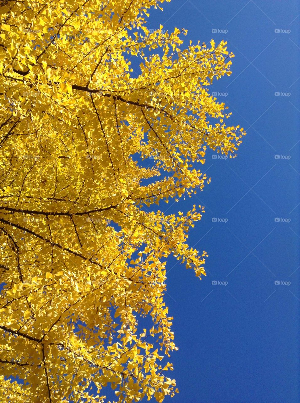 Golden tree branches against blue sky