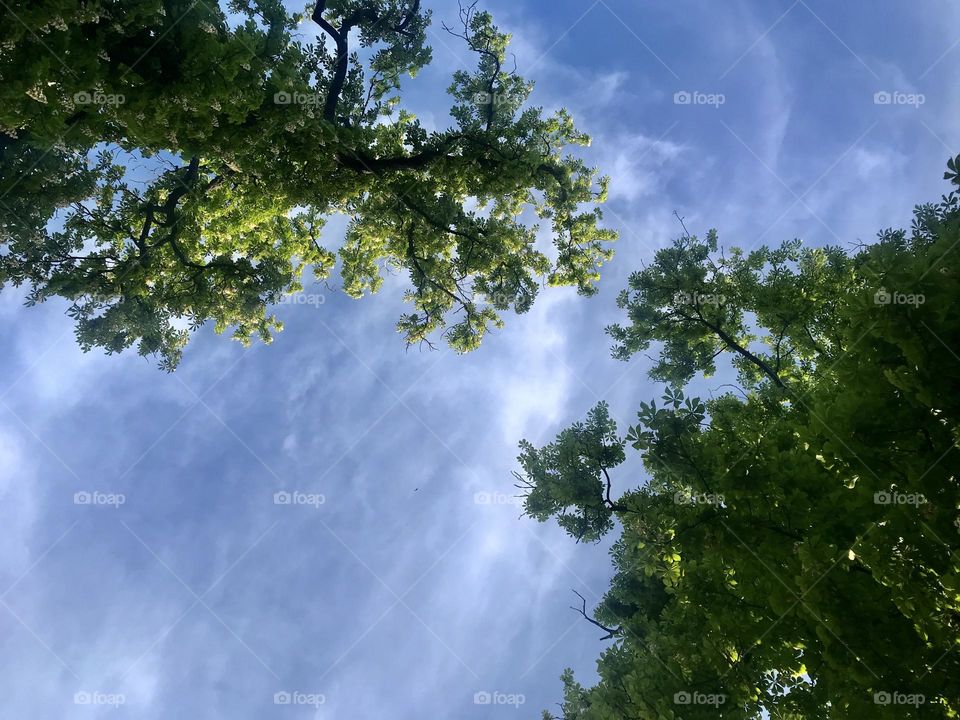 Photo taken from below with the view to the sky through the trees