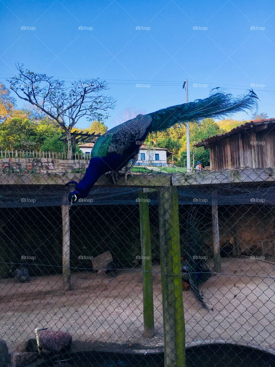2 de 4 - o pavão está querendo pular para se mostrar às pessoas que o visitam (passeio na Fazenda do Chocolate, Itu/SP - Brasil)
