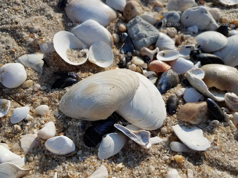 shells